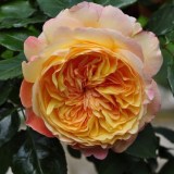 Велл Бинг_0x160 Любимый сад